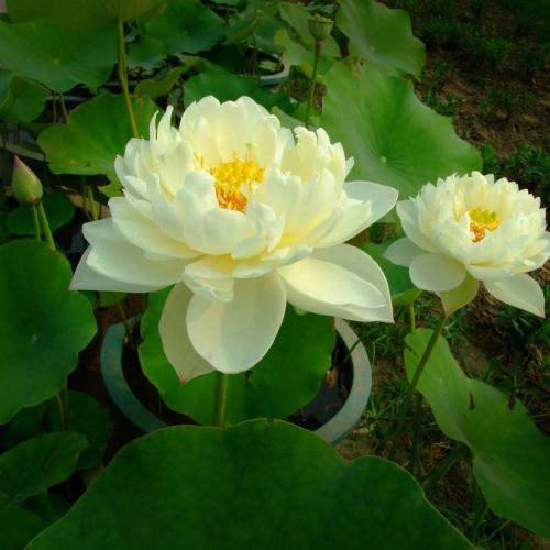 網(wǎng)站運(yùn)營(yíng)有效推廣的八大優(yōu)勢(shì)